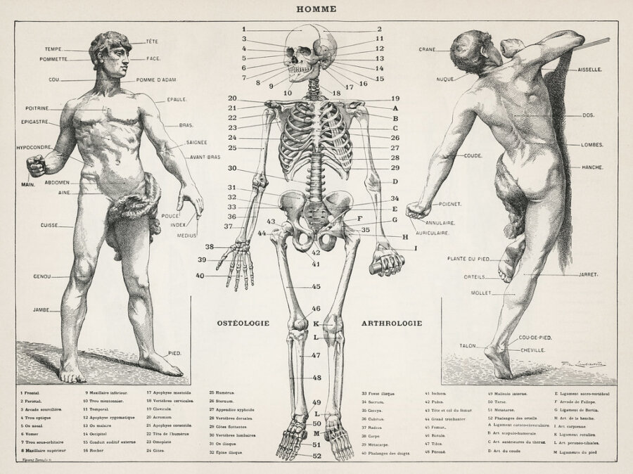 Los Mejores Libros de Anatomía para Artistas